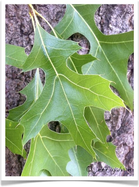 pin oak – Quercus palustris – Leaves | Tree Service by Boulder Tree Care