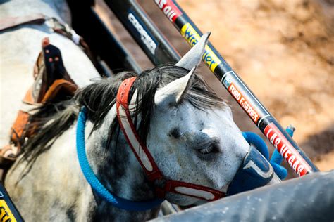 PRCA Photos — Bull Stock Media