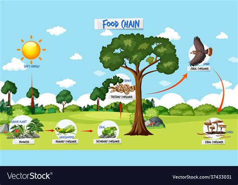 Food chain diagram concept on forest background Vector Image