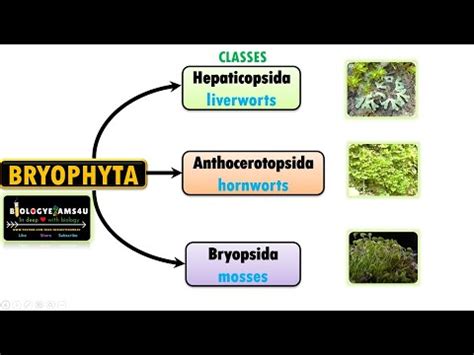 Classification of Bryophytes|| Characteristics of Liverworts, Hornworts ...