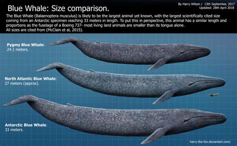 Blue Whale Size Chart by Harry-the-Fox on DeviantArt