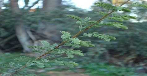 Mesquite Pods are One of the Desert's Best Wild Foods