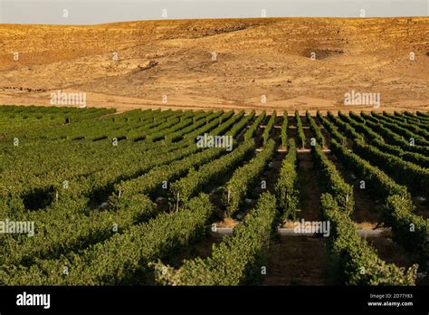 Desert Agriculture Photographed in the Negev Desert, Israel Stock Photo ...