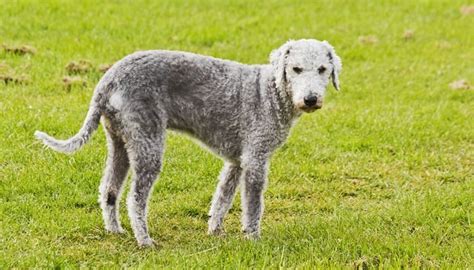 35 Non Shedding Dog Breeds – Ranked in Order – ruffeodrive