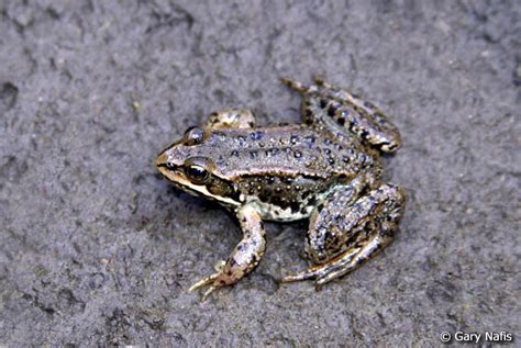 Columbia Spotted Frog - Rana luteiventris