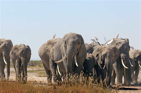 Mapping a Future for Kenya’s Amboseli Elephants | ArcNews | Summer 2015