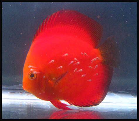 Red Melon Discus (symphysodon Aequifasciatus) Photos