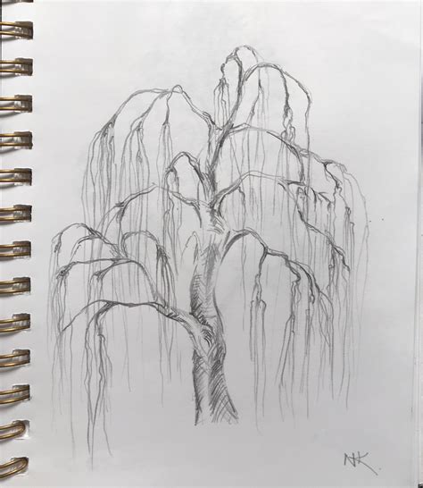 Weeping Willow Tree Sketch