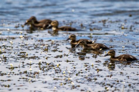 Vicki is 🇺🇸 ️ 📷🏞️🐕 on Twitter: "Blue-winged teal ducklings #SundayBlue ...