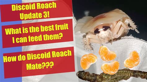 Discoid Roach Breeding Guide - Part 3 - Discoid Roaches Mating ...