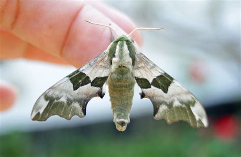 Non-Stop Birding: The Old Vicarage- Lime Hawk-moth