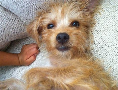 Buster - Adorable Yorkie Mix To Adopt in San Antonio Texas Area - Pet ...