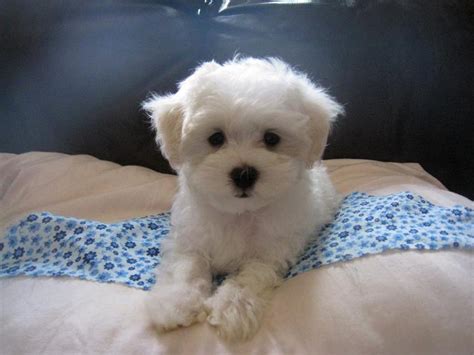 Yorkiepoo (Yorkshire Terrier-Poodle Mix) Info, Temperament, Training ...