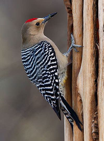 Bird Species - Arizona Woodpecker