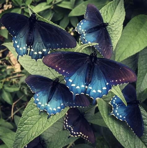 California pipevine swallowtail butterflies on green leaves. | Habitat ...