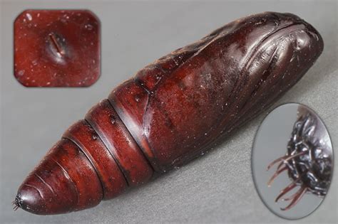 Pupa - BugGuide.Net