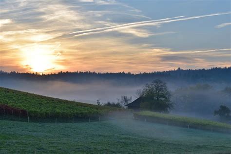 Landscape Fog Morning forest free image download