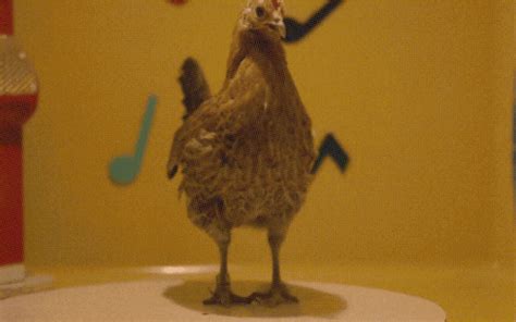 Jungle Chicken Dance GIFs - Get the best GIF on GIPHY