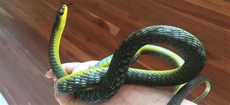 Green Tree Snake | Northern Beaches Council