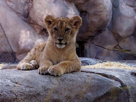 The Natural World: Zoo Babies: Lion Cubs at the Denver Zoo