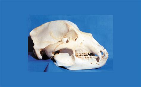 Kodiak Grizzly Bear Skull - SkeletonsAndSkullsSuperstore