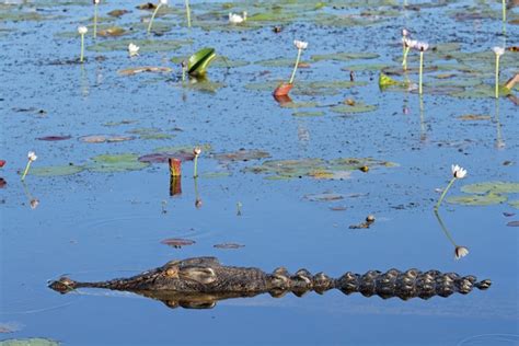 Crocodile Habitat - Crocodile Facts and Information