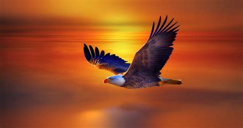 Sunset Soar: Bald Eagle Flight HD Wallpaper