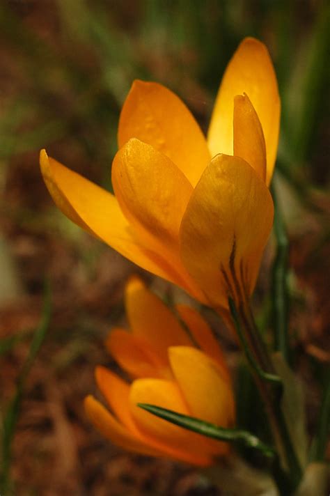 Yellow crocus by jankuli on DeviantArt