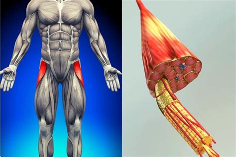 Muscle Fascia Stretching to Burst Through Your Plateau and Build Muscle ...