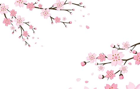 Background, , flowers, blossom, background, cherry, texure for ...