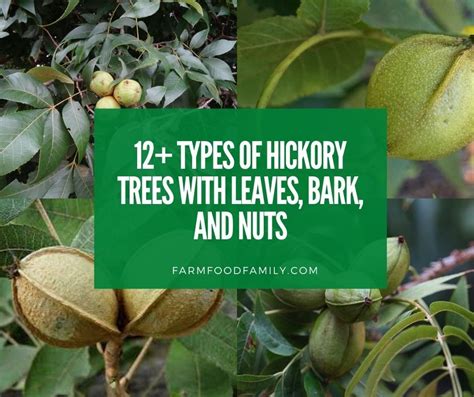 12+ Types Of Hickory Trees: Leaves, Bark, and Nuts - Identification ...