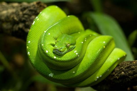 Green Tree Python - a photo on Flickriver