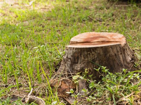 Tree Stump Removal Instructions: How To Remove A Tree Stump