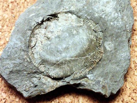 Please help a rookie identify his first fossils (devonian) - Fossil ID ...