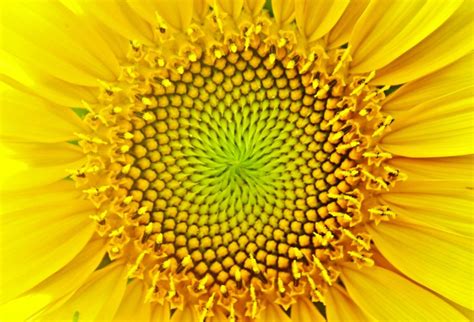 Sunflowers fibonacci spirals - ThingLink Fibonacci Spiral Nature ...