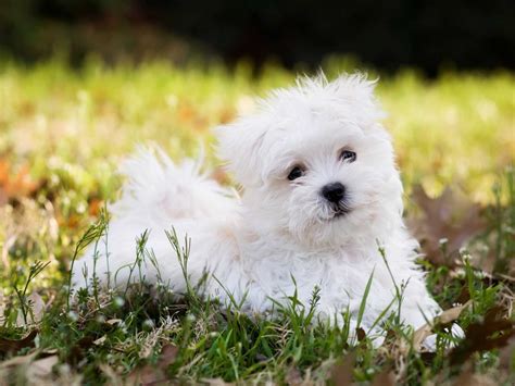 Maltese (Dog) - Puppies, Rescue, Pictures, Information, Temperament ...