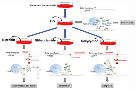 Doxycycline Attenuates Cancer Cell Growth by Suppressing NLRP3-Mediated ...