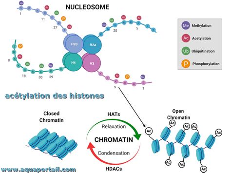 Acétylation des histones : définition et explications