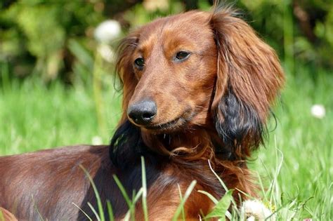 40 Dashing Dachshund Mixes - The Best Doxie Mix Guide