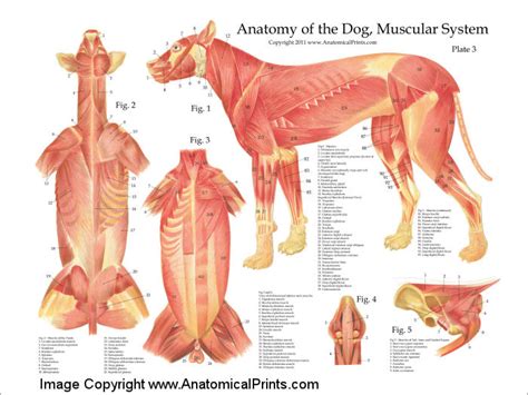 Dog Muscular Anatomy Poster