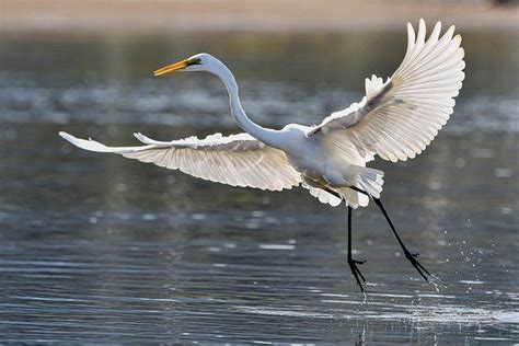 Egret Symbolism and Meaning (Totem, Spirit, and Omens) - Sonoma Birding