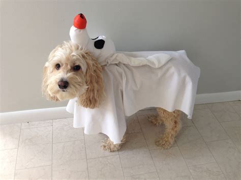 Zero Dog Halloween Costume - The DIY Handy Mom