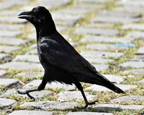 11 Remarkable Facts and FAQs about Crows Flying