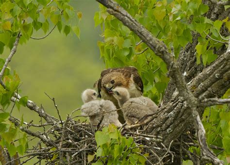 Lifecycle of a Red-tailed Hawk nest - Iowa Natural Heritage Foundation