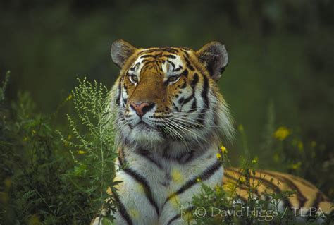 Heroes of SIBERIAN TIGER conservation — The Environmental Press Agency