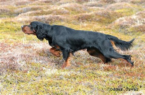 Pin by Nelleke Visbeen on Chiens d'arret | Hunting dogs, Pet dogs ...