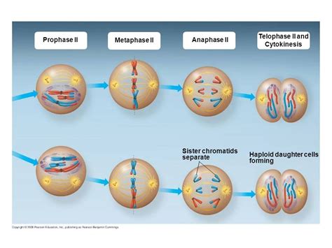 meiosis 2 Diagram | Quizlet