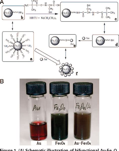 Figure 1 from Bifunctional Au-Fe3O4 nanoparticles for protein ...