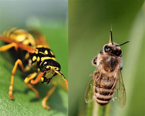 Wasps vs Bees: What's the Difference? | Excel Pest Services