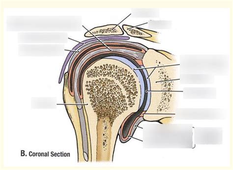 synovial membrane Diagram | Quizlet